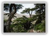 Liban 364      rezerwat cedrów libańskich